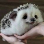 墨瑶